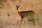 Small antelope Steenbok, Raphicerus campestris, sunset evening light, grassy nature habitat, Kgalagadi, Botswana.  Wildlife scene