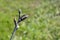 Small apple columnar tree is budding. Spring, preparation for flowering. View on blurry background of green grass. Close-up.