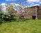 Small apple tree in blossom.