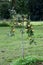 Small Apple Tree growing in a garden