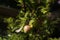 Small apples on a branch with green leaves