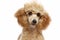 Small apricot poodle puppy