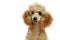 Small apricot poodle puppy