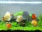 Small aquarium colourful fishes withb green leaves and white stone
