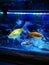 Small aquarium has Small fish too. Decorated with coral reefs and some shells, with blue decorative lights