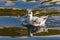 A small arctic bird, a gray phalarope sandpiper, swims in a lake in shallow water in search of food.