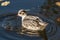 A small arctic bird, a gray phalarope sandpiper, swims in a lake in shallow water in search of food.