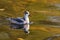 A small arctic bird, a gray phalarope sandpiper, swims in a lake in shallow water in search of food.