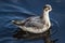 A small arctic bird, a gray phalarope sandpiper, swims in a lake in shallow water in search of food.