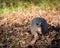 Small armadillo on leaves on ground