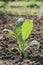 Small artichoke plant just transplanted into the vegetable garden