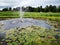 Small artificial pond overgrown with lilies. Rain clouds in the sky