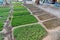 Small artificially irrigated vegetable gardens in the middle of the city of Aqaba on the Red Sea in Jordan, between the busy main