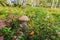 Small aspen mushroom in a crowberry bushes in the finland forest