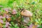 Small aspen mushroom in a crowberry bushes in the finland forest