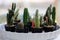 Small Assorted Cacti on Sale