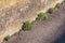 Small aubrieta shrubs next to a stone wall