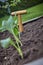 Small augur outdoors in a garden flowerbed