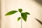 Small avocado plant with black background