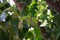 Small avocado plant on vegetation background