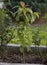 A small avocado tree in a garden in Greece