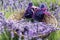 Small babies shoes in lavender field