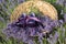 Small babies shoes in lavender field