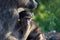 Small baboon in mother\'s embrace