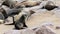 Small baby of Brown fur seal, sea lions in Namibia