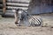 Small Baby Chapman`s Zebra Lying on Ground