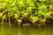 Small baby crocodile alligator in tropical mangrove river Bentota Sri Lanka