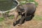 Small baby elephant walking at zoo