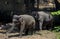 Small baby elephants walking at zoo