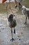 Small baby flamingo standing on one foot