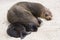 Small baby Galapagos sea lion seen sleeping contentedly against its mother in soft focus background