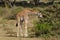 Small baby giraffe eats bush