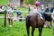 Small baby girl in pink helmet ride pony