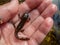 Small baby of newt Triturus in the hand