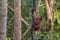 Small baby orangutan orang-utan - Borneo