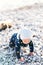 Small baby in overalls and a hat crawls along a pebble beach on the background of a wooden driftwood