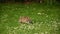 Small baby rabbit playing on a green meadow