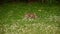 Small baby rabbit playing on a green meadow