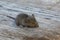 Small baby rodent mouse on a wooden background