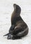 Small baby seal being born on sandy beach