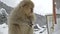 A small baby snow monkey sitting on a wooden post, Jigokudani, Nagano, Japan.