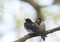 small baby swallows sitting on a branch clinging to each oth
