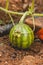 Small baby watermelon hanging on plant