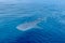 a small baby Whale Shark, shot from a boat, Nigaloo Reef Western Australia