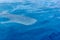 a small baby Whale Shark, shot from a boat, Nigaloo Reef Western Australia