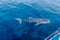 a small baby Whale Shark swimming next to a boat, shot from a boat, Nigaloo Reef Western Australia